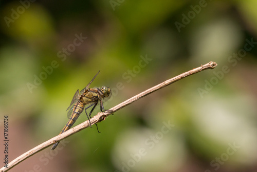 dragon fly on a branch © peter