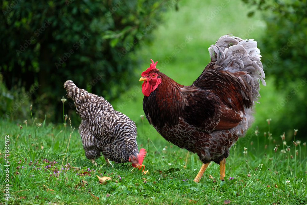 Fototapeta premium Hahn und Huhn