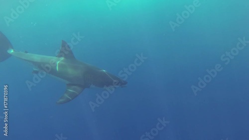 Wallpaper Mural Cage divers watch great white shark in Fiji, POV Torontodigital.ca