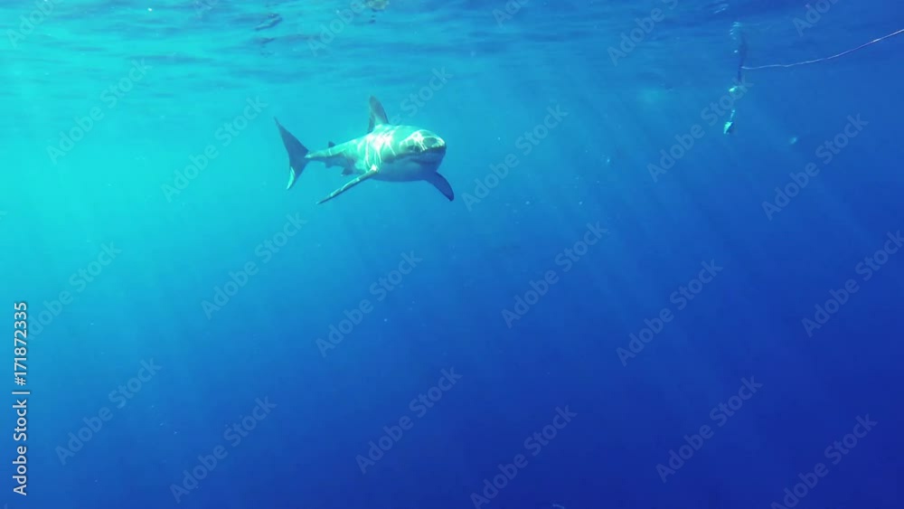 POV, great white shark swims by bait POV, great white shark swims by bait