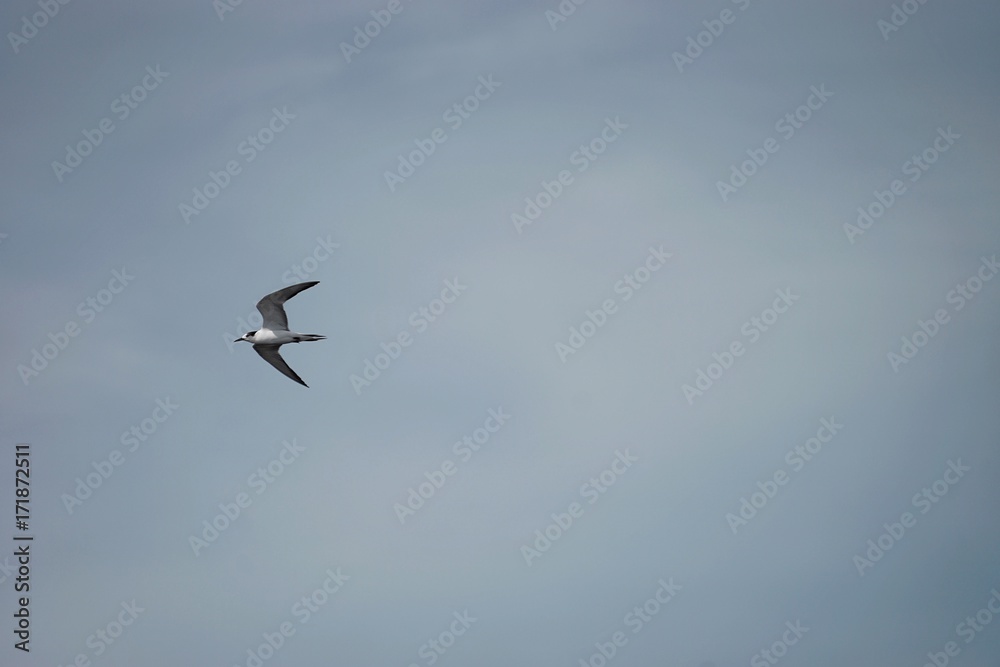 Seagull is a symbol of freedom. Seagull is a symbol of freedom.