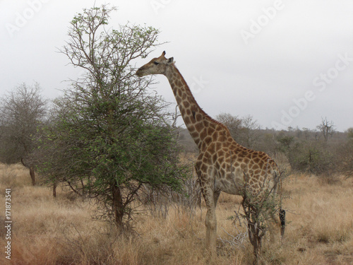 Giraffe in Afrika2