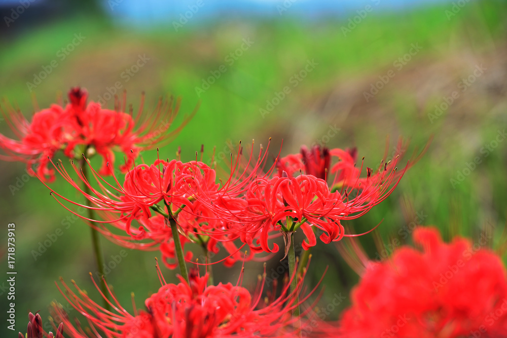 彼岸花 彼岸花