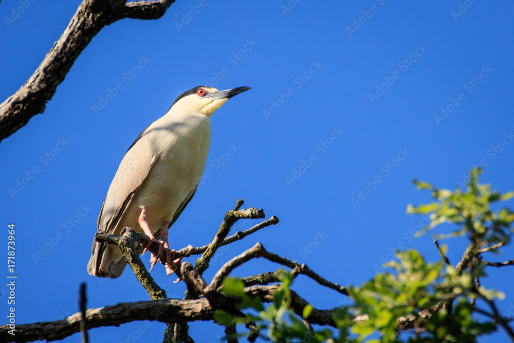 Night Heron in a Tree Night Heron in a Tree
