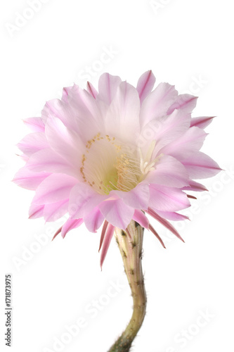 Queen of the Night Cactus (Selenicereus grandiflorus) isolated on white background photo