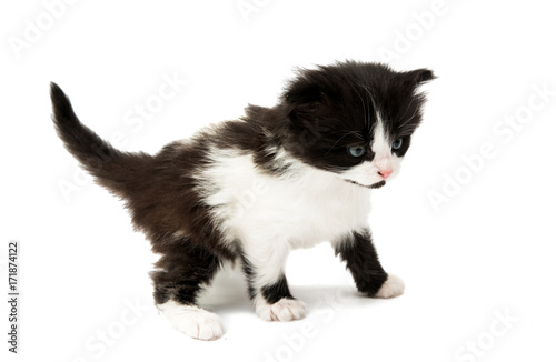 Fototapeta Naklejka Na Ścianę i Meble -  black and white kitten isolated