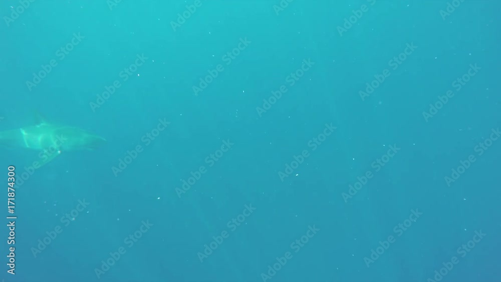 Great white shark dives deep in open ocean Great white shark dives deep in open ocean