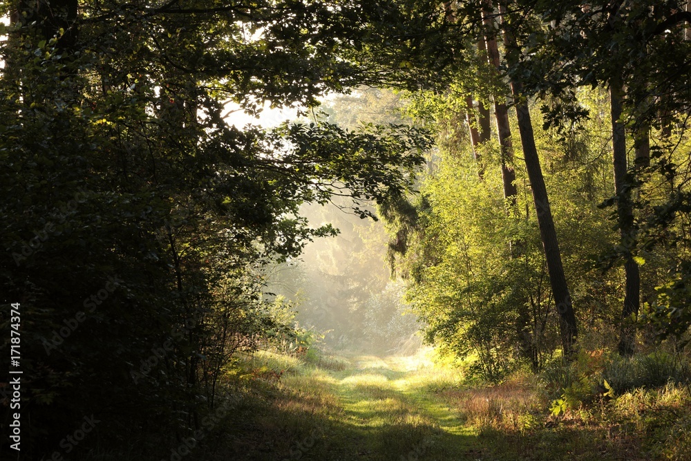 Rural road through the forest in the morning