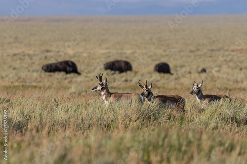 Pronghorn Antelope Bucks on the Prairie