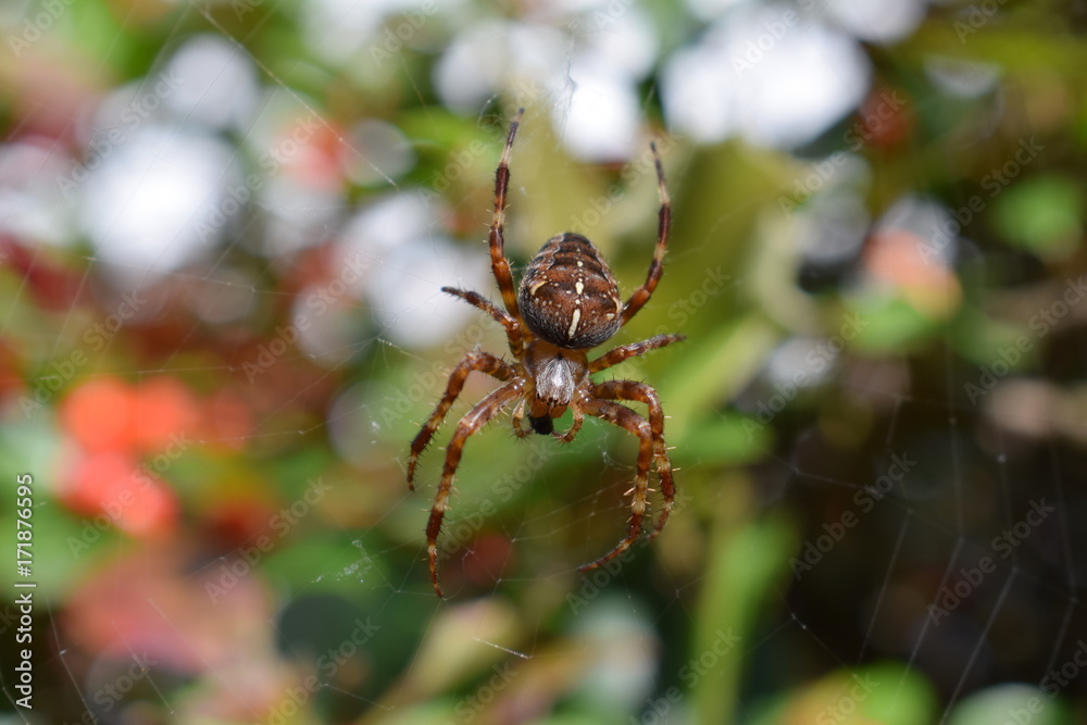 Spider macro photo Spider macro photo