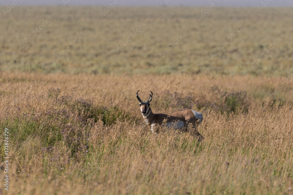 Pronghorn Antelope Buck on the Prairie Pronghorn Antelope Buck on the Prairie