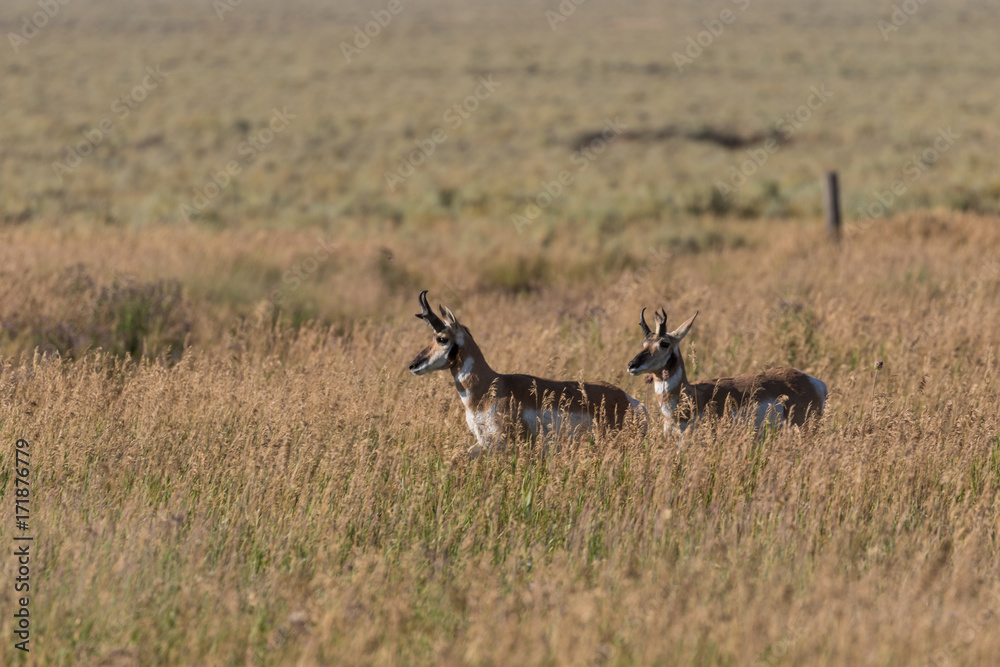 Pronghorn Antelope Bucks on the Prairie Pronghorn Antelope Bucks on the Prairie