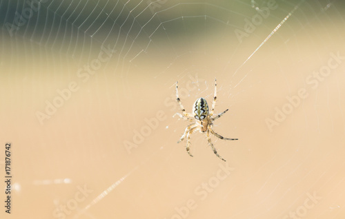Obraz na płótnie Kreuzspinne - Araneus w salonie