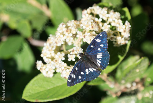 Obraz na płótnie Limenitis reducta - Blauschwarzer Eisvogel w salonie