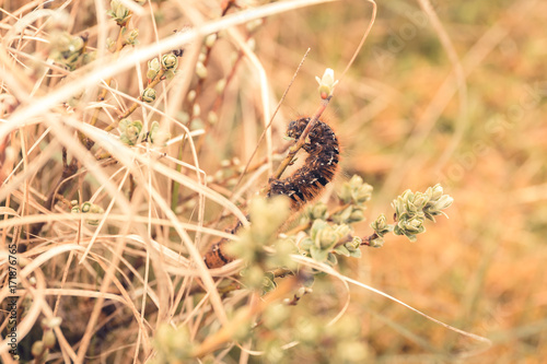 Caterpillar in the grass