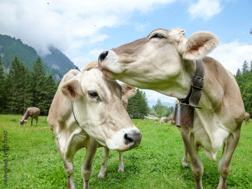 Brown cows in the alpine meadow at Engelberg Brown cows in the alpine meadow at Engelberg