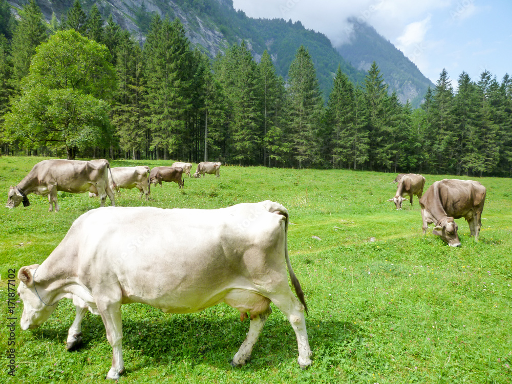 Brown cows in the alpine meadow at Engelberg