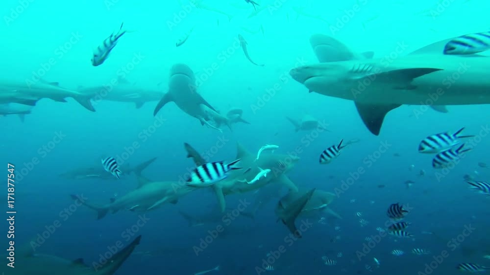Underwater POV, herd of sharks off coast of Fiji Underwater POV, herd of sharks off coast of Fiji