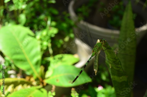 dragonfly at the garden (ID: 171877712)