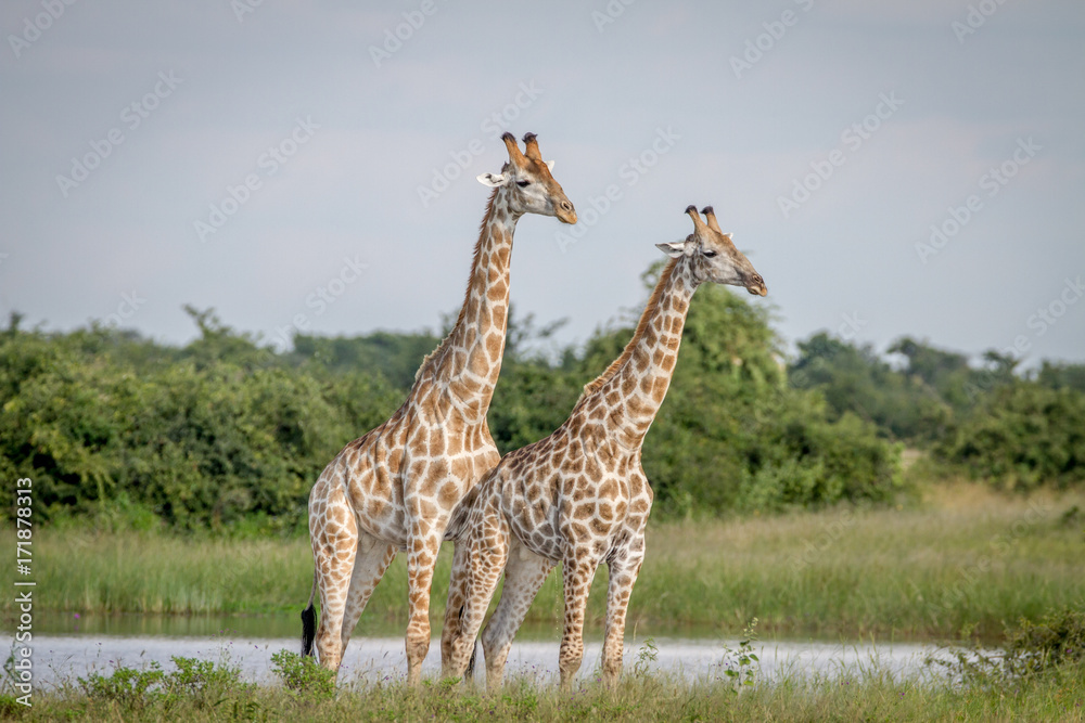 Two Giraffes standing in the grass. Two Giraffes standing in the grass.