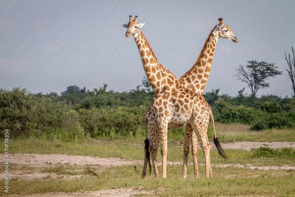 Obraz premium Two Giraffes standing in the grass.