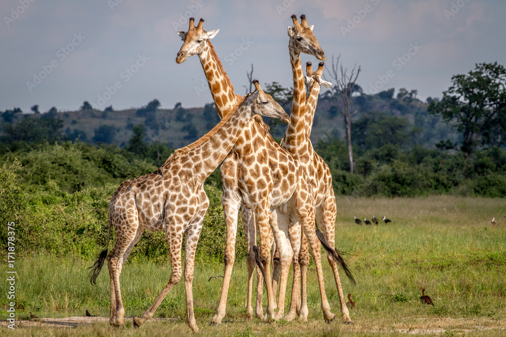 Fototapeta premium Group of Giraffes standing in the grass.