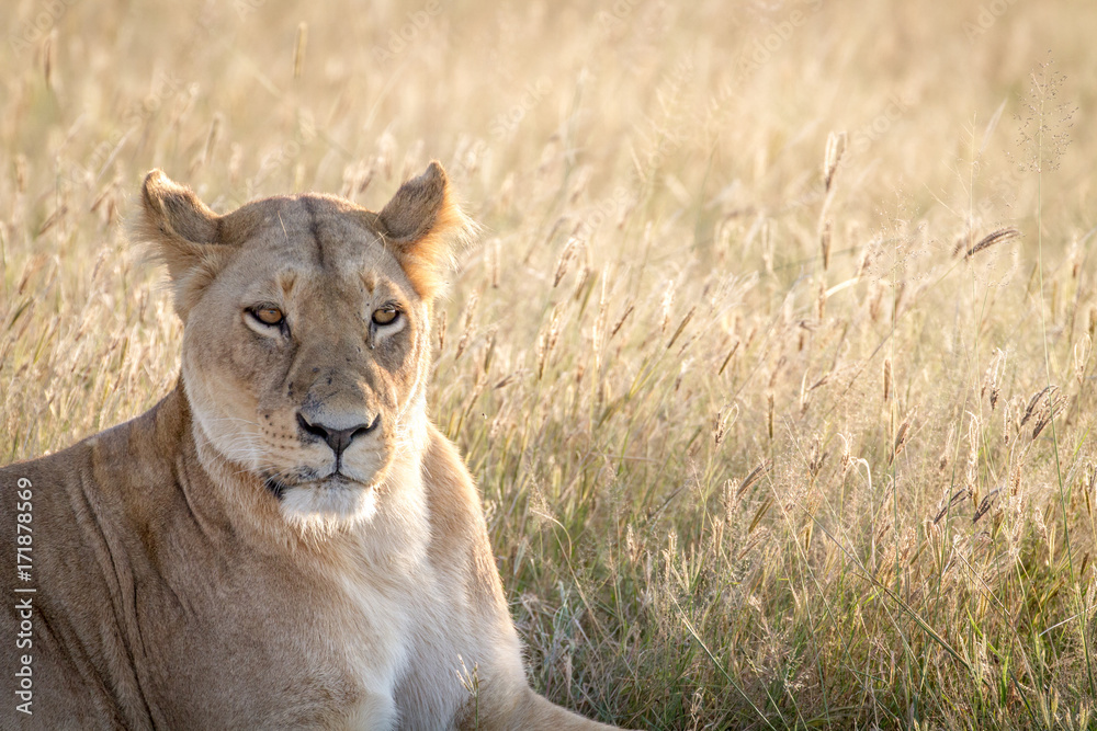 Close up of a female Lion in Chobe. Close up of a female Lion in Chobe.