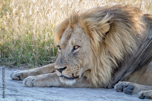 Close up of a male Lion laying in the sand.