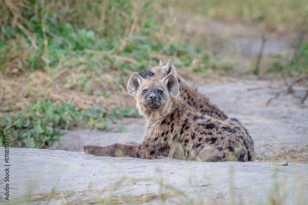 Young Spotted hyena starring at the camera.