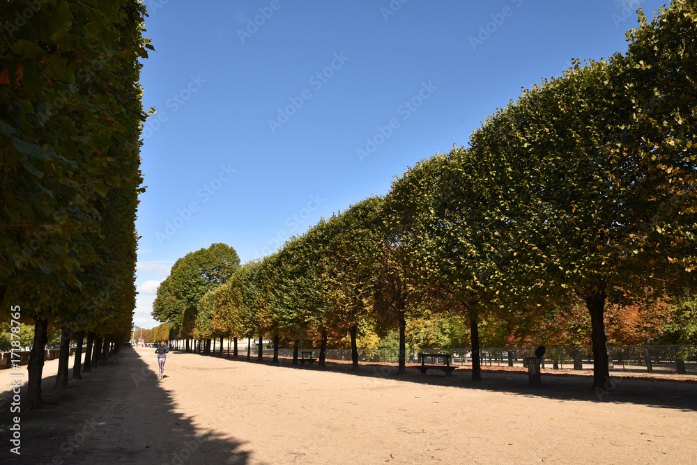 Allée au jardin des Tuileries à Paris, France