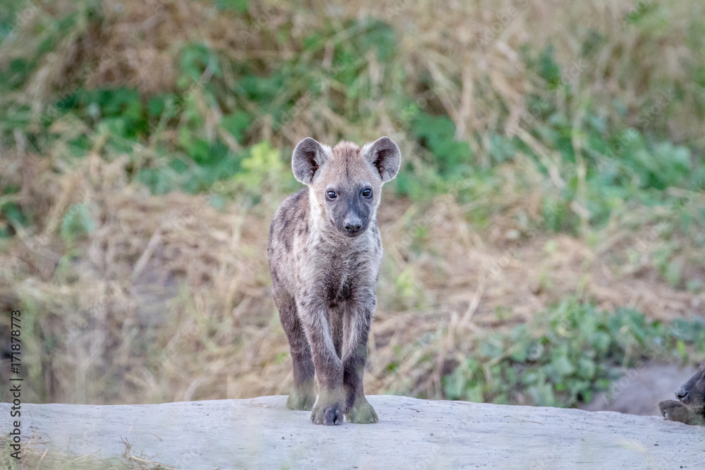 Young Spotted hyena starring at the camera. Young Spotted hyena starring at the camera.