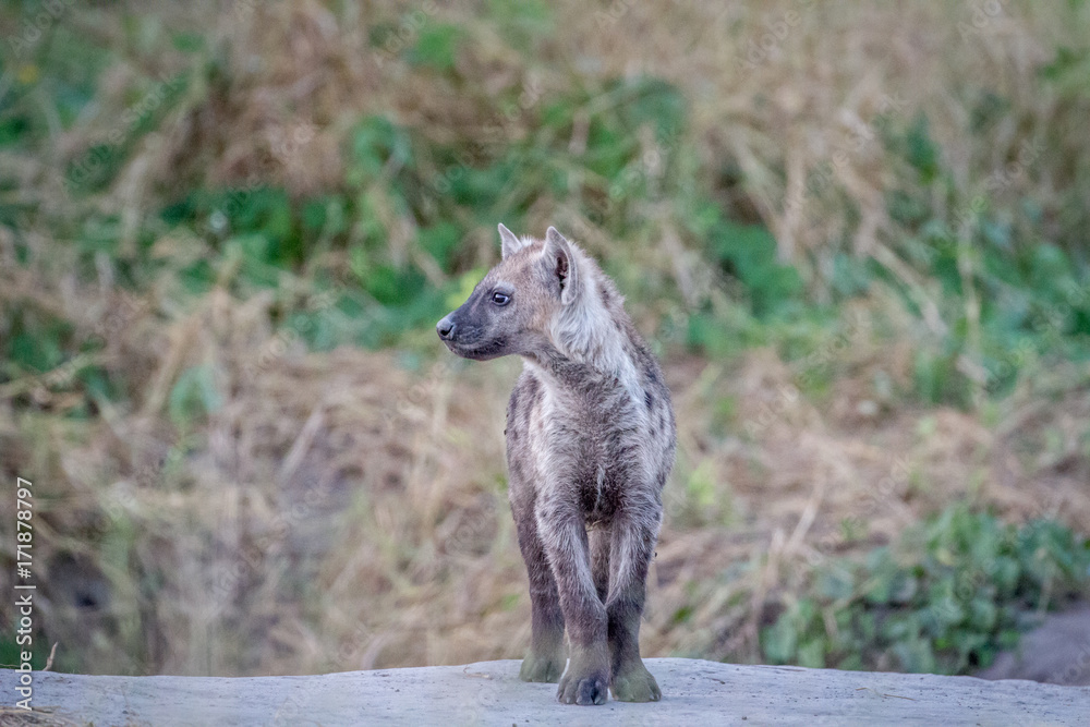 Side profile of a young Spotted hyena. Side profile of a young Spotted hyena.