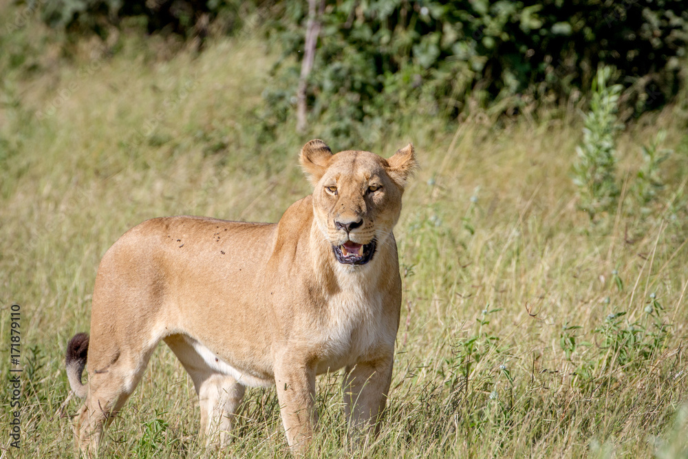 Female Lion standing in the grass. Female Lion standing in the grass.