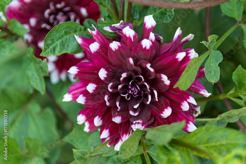 Fototapeta Naklejka Na Ścianę i Meble -  Dahlias

