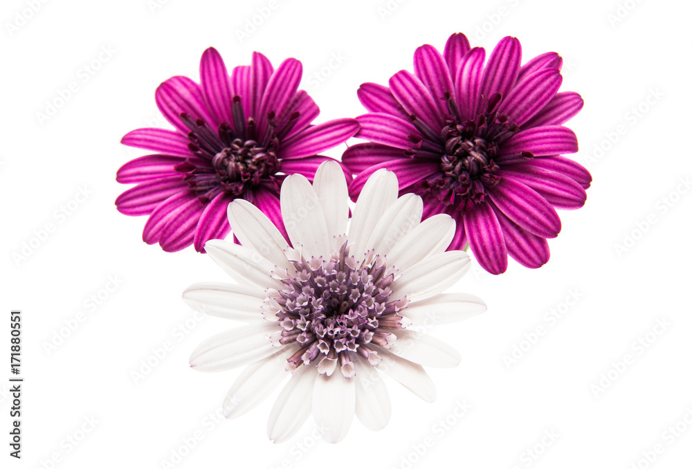 daisy flower isolated