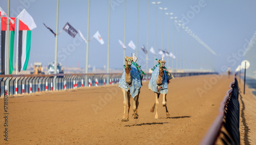 Camel racing in Dubai
