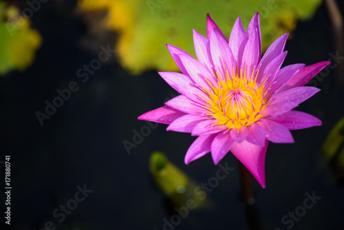 Beautiful lotus flower in clear water swamp.
