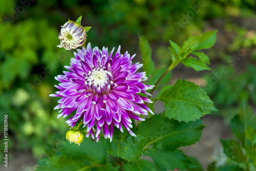 Fototapeta Naklejka Na Ścianę i Meble -  Dahlias

