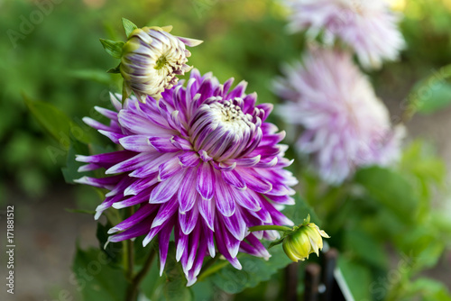 Fototapeta Naklejka Na Ścianę i Meble -  Dahlias

