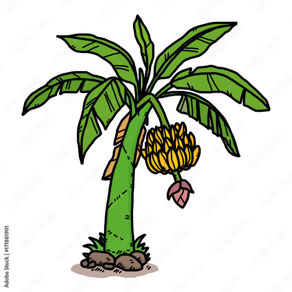 banana tree / cartoon vector and illustration, hand drawn style, isolated  on white background. Stock Vector | Adobe Stock