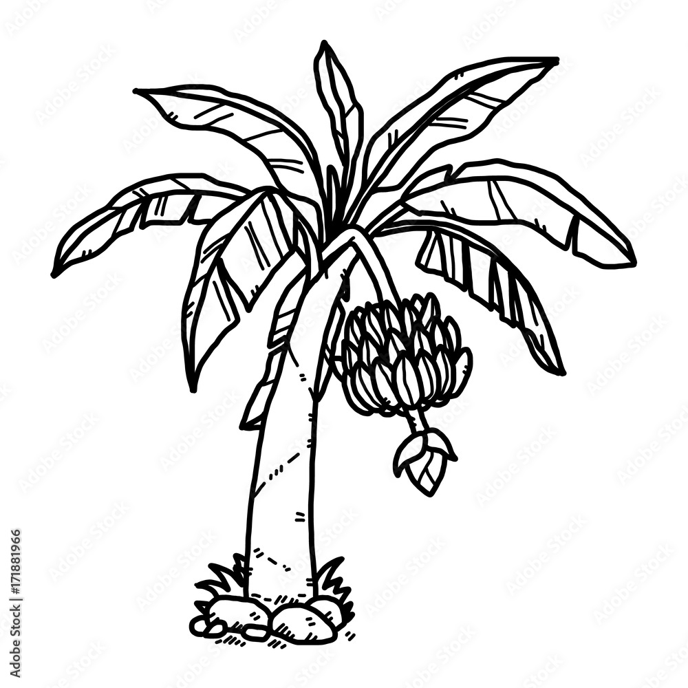 banana tree / cartoon vector and illustration, black and white, hand drawn,  sketch style, isolated on white background. Stock Vector | Adobe Stock