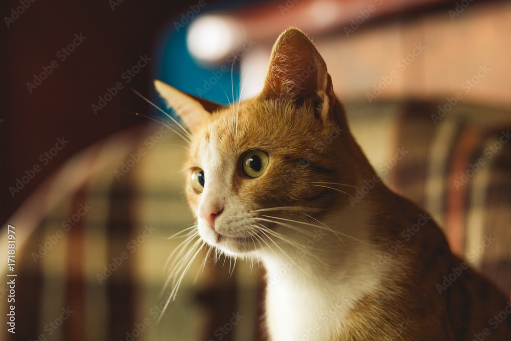 Ginger cat, on a checkered background, muzzle of a cat, close up. Ginger cat, on a checkered background, muzzle of a cat, close up.
