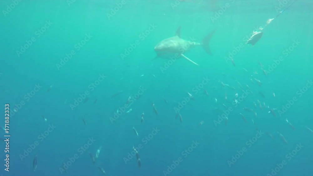 Great white ignores bait on lure, underwater POV Great white ignores bait on lure, underwater POV