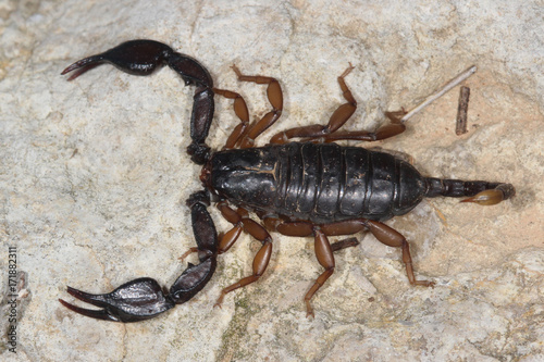 closeup of an european scorpion, euscorpius.