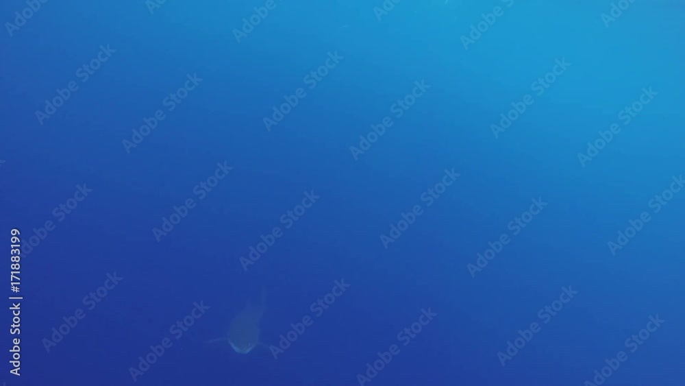 Fiji, great white shark swims underneath bait Fiji, great white shark swims underneath bait