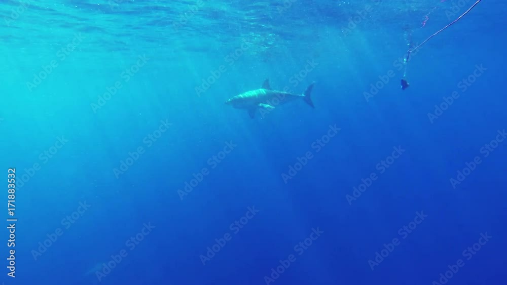 Great white shark chases bait in Fiji, POV Great white shark chases bait in Fiji, POV