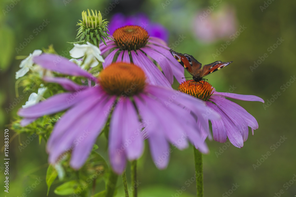 A beautiful butterfly on a pink flower in the summer garden. A beautiful butterfly on a pink flower in the summer garden.