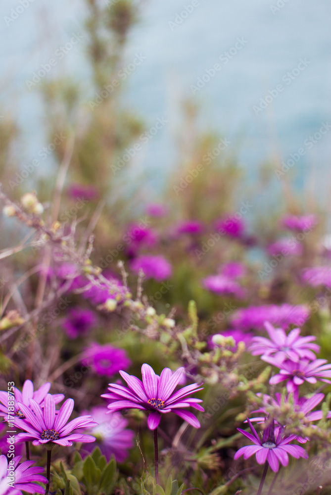 Algarve flowers
