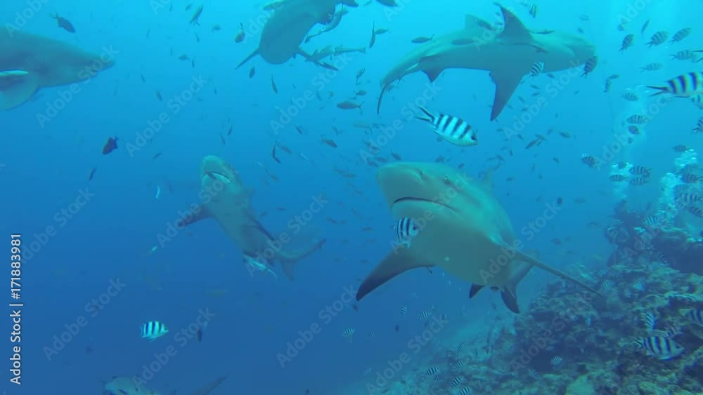 Herd of sharks swim over reef, POV Herd of sharks swim over reef, POV