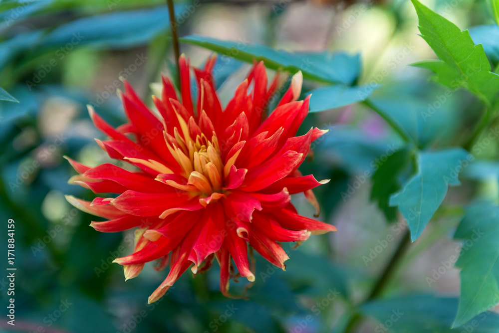 Dahlias
Dahlias